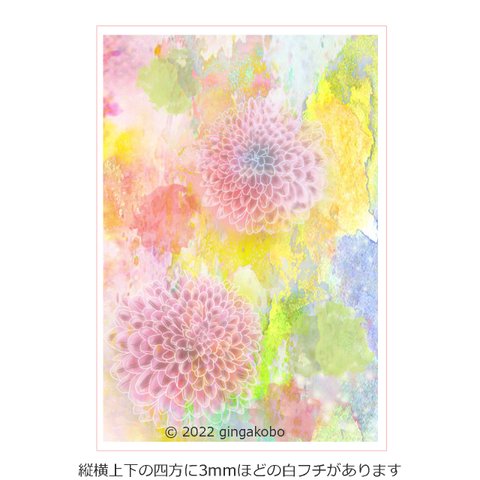 「星見草の詩林」 花　菊　 ほっこりほっこり癒しのイラストポストカード2枚組No.028