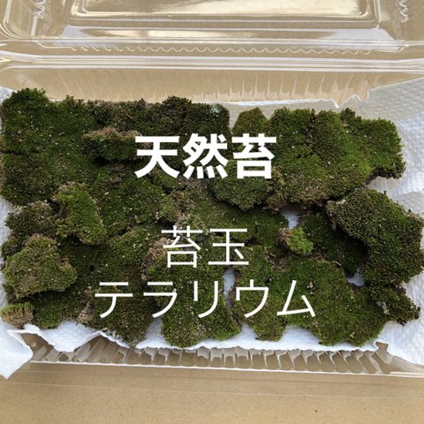 コケ 苔 天然苔 テラリウム 苔玉 素材