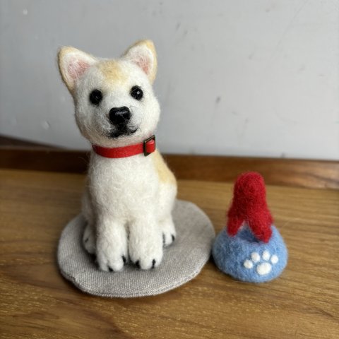 【sold out】羊毛柴犬（白柴）　ケース付き　羊毛犬　柴犬