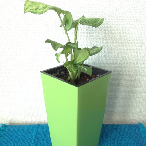 シンゴニウム 観葉植物