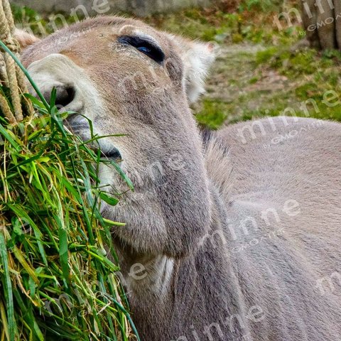 素材　動物　05