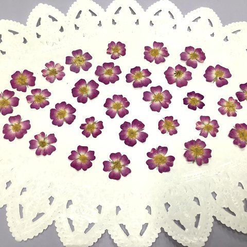 押し花　ミニバラ　一重ピンク　花材　素材