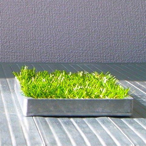 緑(グリーン)の芝(植物)とアルミの小物入れトレイ”midori-NB”