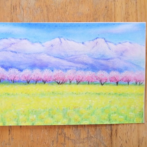 ポストカード　日本の春(桜と菜の花)　2枚セット