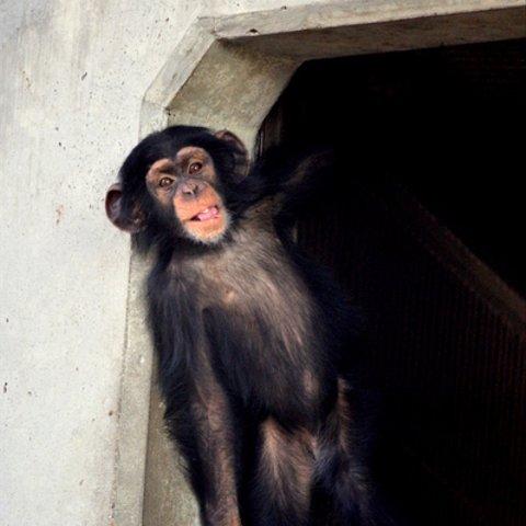 かわいい動物のポストカード・チンパンジー（１１）