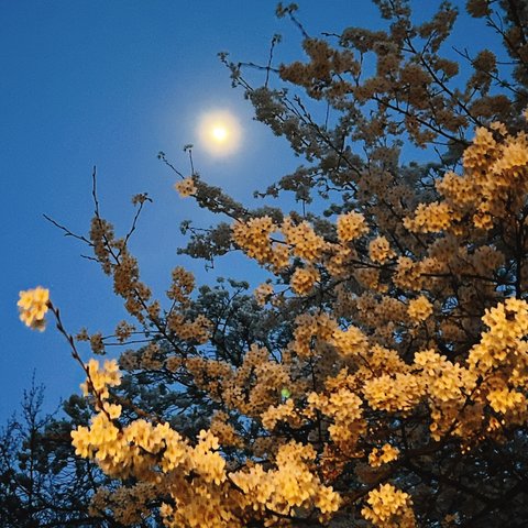 夜桜と月