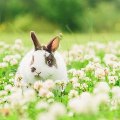 【写真と暮らす】可愛い♡cute Rabbit 癒しの動物写真♪*2L