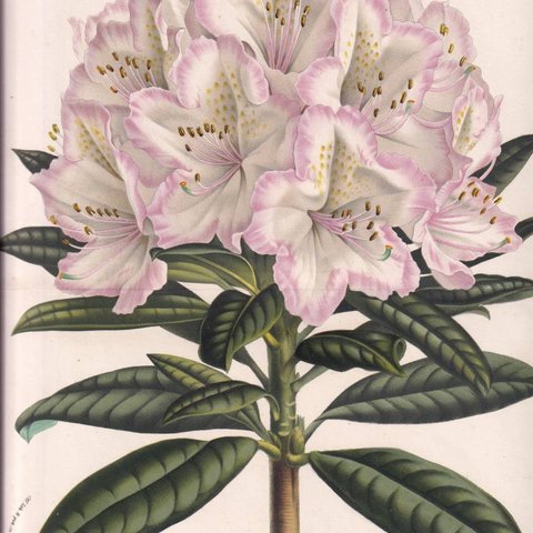 フランスアンティーク 博物画 植物画『RHODODENDRON』 多色刷り石版画　ボタニカルアート