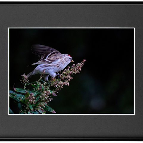 Ａ４高級フォトフレーム野鳥写真その１０