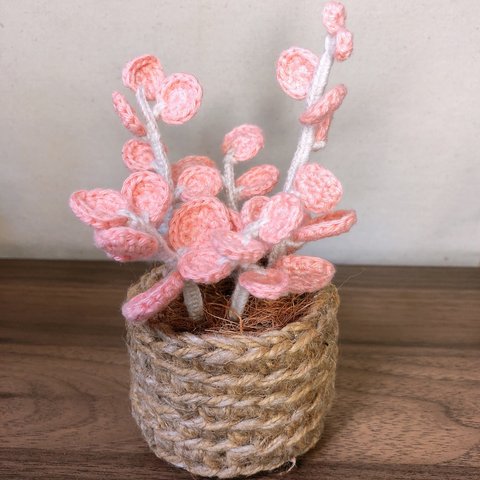 ピンクの観葉植物