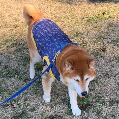 大型犬 ひんやりフルーツタンク 小型犬 中型犬 コーギー 犬服