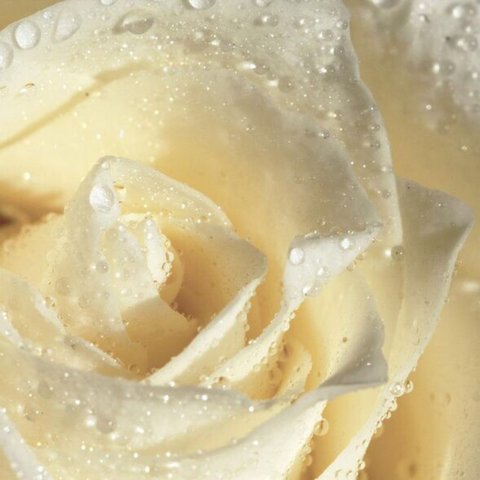 [fragrance Oil] White Rose 50mL