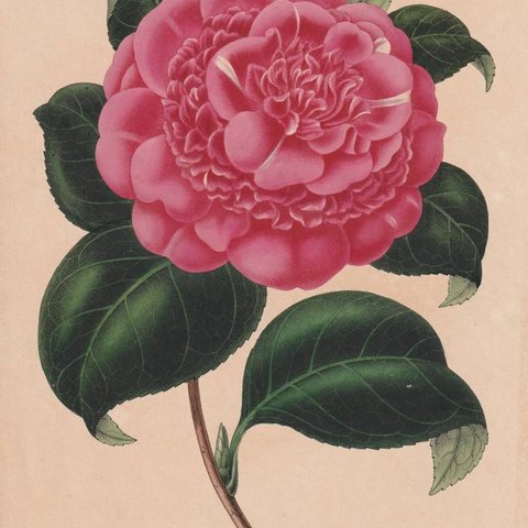 フランスアンティーク 博物画 植物画『Camellia13』 多色刷り石版画　ボタニカルアート