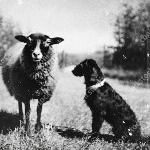 僕たちなんか似ているね、仲良くしようよ　犬と黒羊、昔の写真のイメージ、レトロ、モノクロ、アート、古びた写真　conistock_90589_03