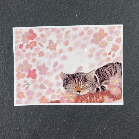 春のうたた寝　さくら猫ちゃんステッカー【小】/耐水、耐光性◎