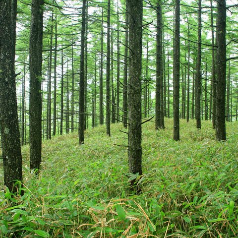 新緑のカラマツ林の絶景