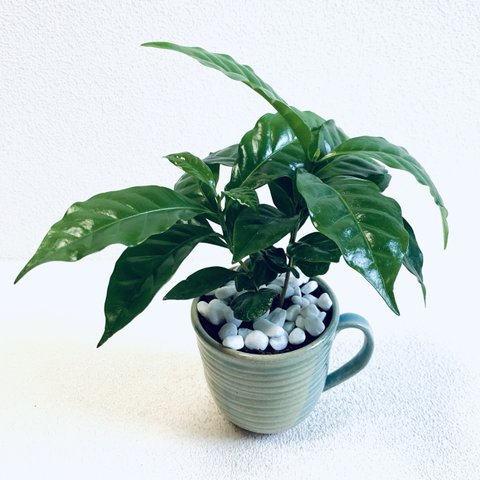 ハイドロカルチャー　コーヒーの木　珈琲の木　マグカップ　小石原焼　陶器　観葉植物