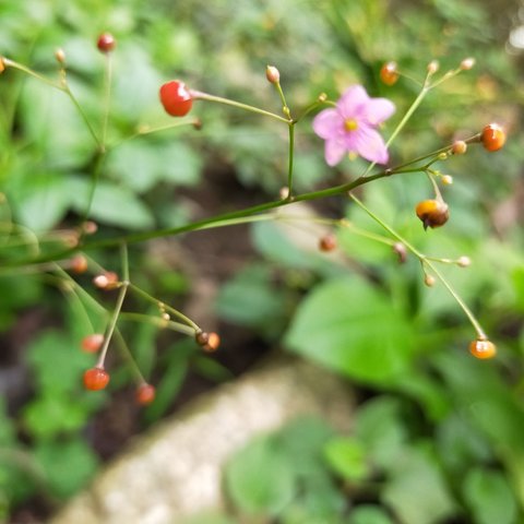 3時のあなた　種　20〜30粒