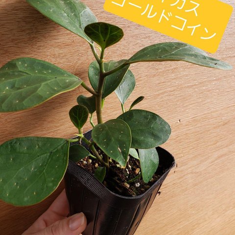 第４種郵便だから安い❗珍しい❗フィカス　ゴールドコイン　観葉植物