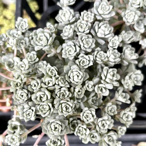 ケープブランコ　セダム　多肉植物