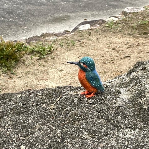 日本の野鳥  カワセミ 