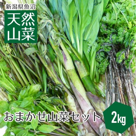 送料無料 新潟県魚沼産 天然山菜セット（2kg） 新潟 魚沼 天然 山菜 朝採り 笑顔の里 クール便 4月下旬から5月中旬頃まで