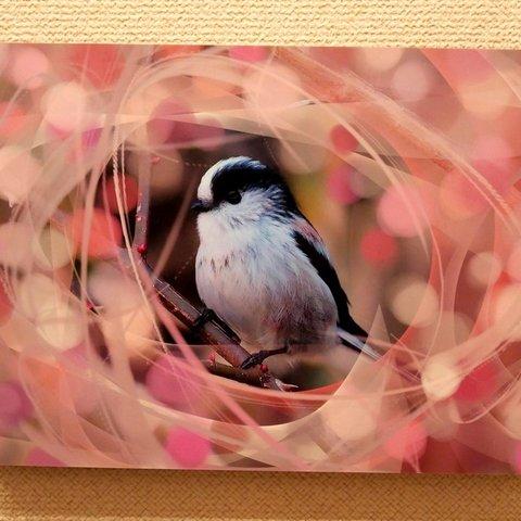 A5サイズの野鳥写真パネルその１