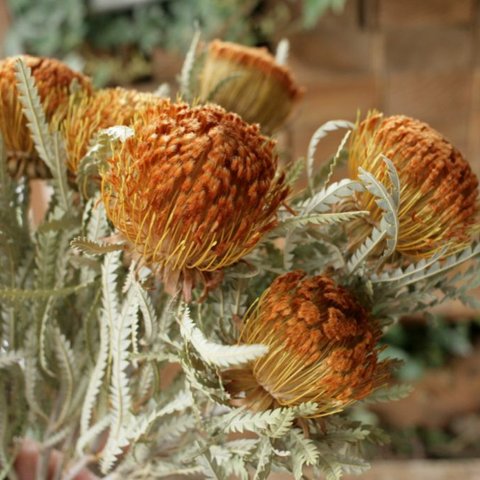Sale ドライアンドラ フォルモーサの Dry Flower（50cm：3本）