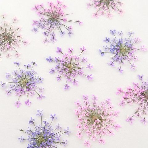 【訳あり】〔押し花〕15枚 レースフラワー  グラデーション(ピンク、紫)　R53-14