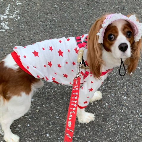 犬服ワンピース　ホワイトにレッド星プリント　スムースニットワンピース　新作