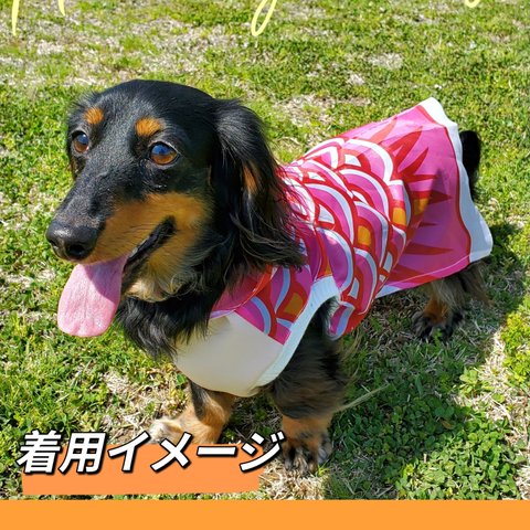 【送料無料】犬服 鯉のぼり      