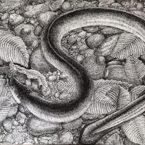 うなぎ　Unagi    　※ボールペン細密画　　※ballpoint pen drawing