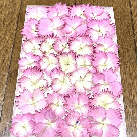 ⑤macoronのお花畑で咲いた可愛いピンク紫陽花のドライフラワーです‼️