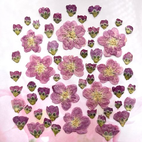 桃の花の押し花