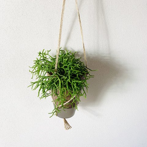 飾って楽しむ　リプサリス　ケレウスケラ　ハンギングアロマ鉢　4号　受け皿キャップ付き　観葉植物　インテリア　壁掛け