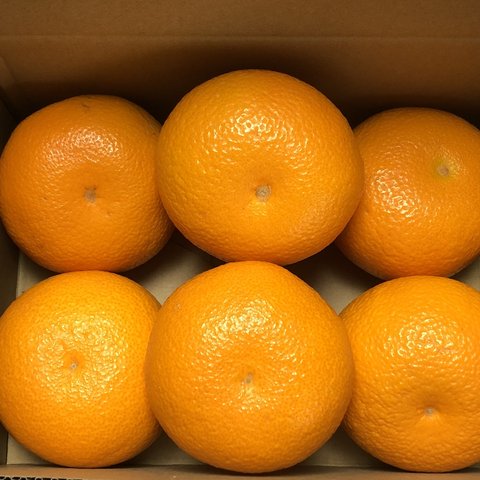 お試し　紅八朔　約2kg （６個）入り