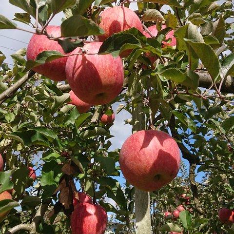 【りんご】シナノスイート(家庭用)約10kg　１０月下旬より発送