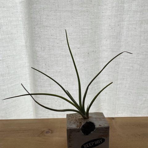 観葉植物ポット1