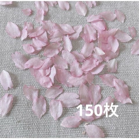 2024年　ドライフラワー 乙女桜　大容量　花びら 150枚　本物の桜 さくら ピンクの花 素材