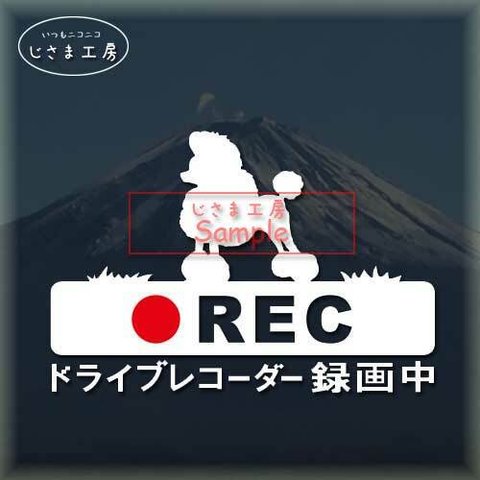 トイプードル（コンチネンタルクリップカット）の白色シルエットステッカー煽り運転ドライブレコーダー録画中‼