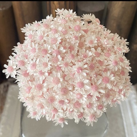 春色❣️スターフラワーミニ❣️アレンジ加工ホワイトサクラピンク30輪販売❣️ハンドメイド花材カラードライフラワー