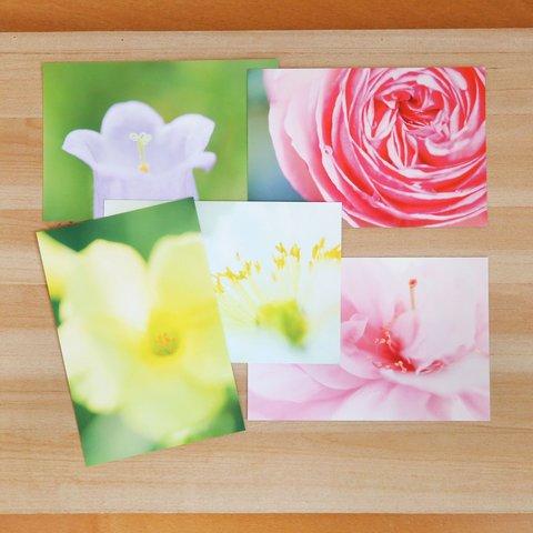 フォトポストカード 5枚セット / 花々の色彩と造形