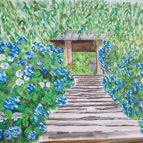 絵画、紫陽花咲く参道