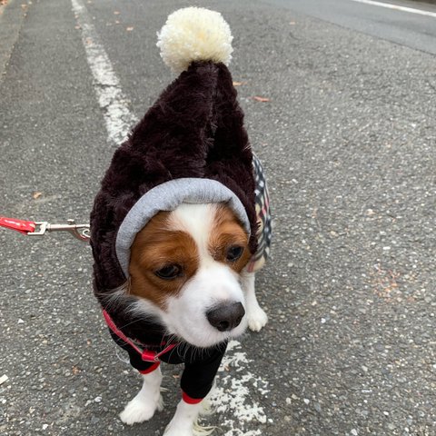 犬用帽子ボンボンボア三角帽子