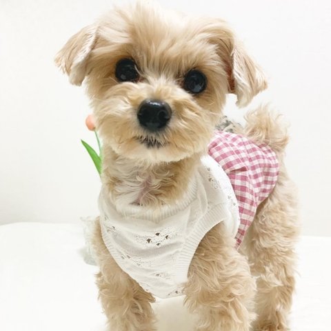 犬服！レースニットと綿麻ギンガムチェックワンピ　水色☆XS.S.M