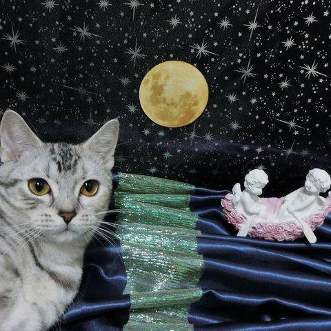 2枚選択★ちょっぴり眠い夜明け前　猫のポストカード