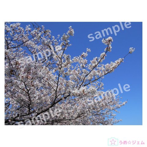 桜《sakura-007》　4200×3150（JPG,300dpi・PNGファイル）
