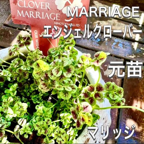 天使のドレス　エンジェルクローバー　マリッジ　元苗　MARRIAGE 寄せ植え