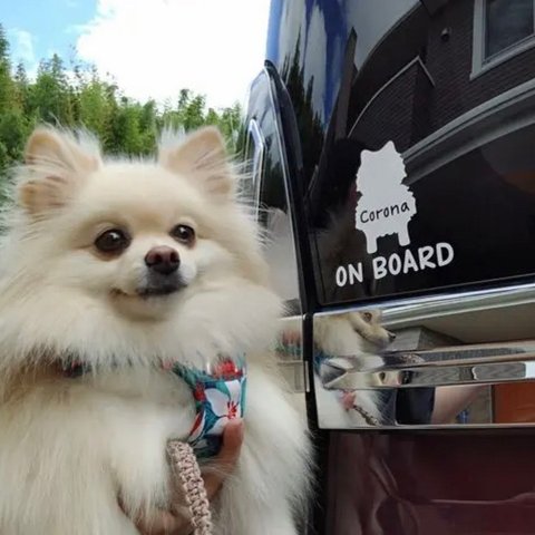 dog on board dog in car ポメラニアン ペットステッカー　車ステッカー カーステッカー　