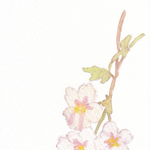 桜１